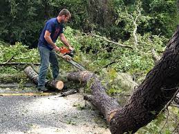 How Our Tree Care Process Works  in  Four Bridges, OH