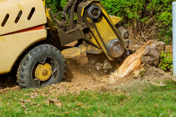 Best Tree Preservation Services  in Four Bridges, OH