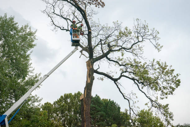 Best Storm Damage Tree Cleanup  in Four Bridges, OH