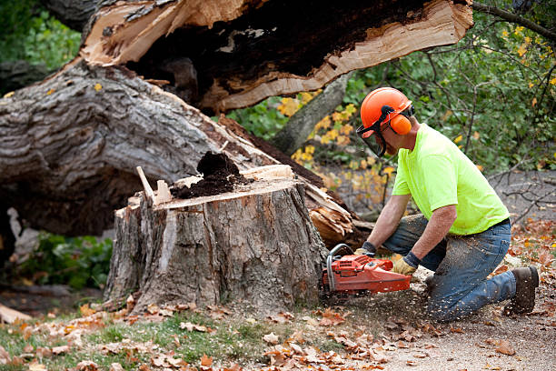  Four Bridges, OH Tree Services Pros